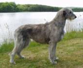 Image result for irish wolfhound