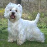 Image result for west highland white terrier dog